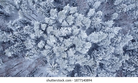 flying over the winter forest