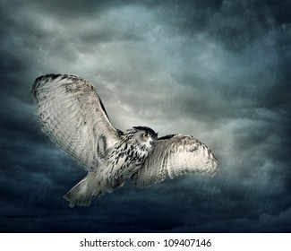 Flying owl bird at night