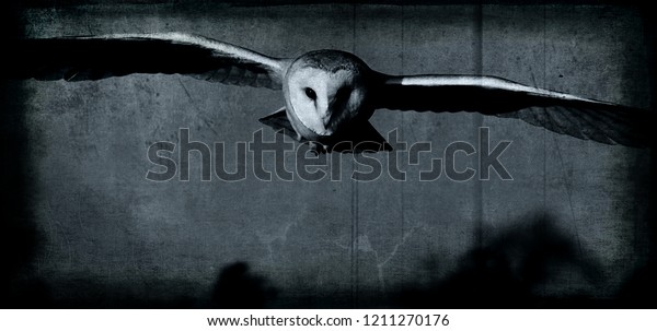 Flying Owl Scary Halloween Wallpaper Horror Stock Photo Edit Now