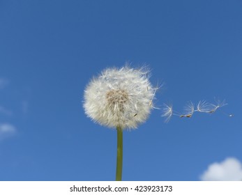 Flying Pappus