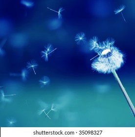 Flying parachutes from dandelion