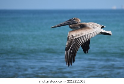 Flying Pelican Florida Over The Ocean