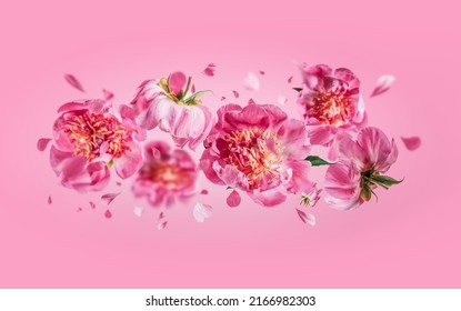 Flying peonies flowers with falling petals at pink background. Floral levitation concept. Front view. Horizontal  - Shutterstock ID 2166982303