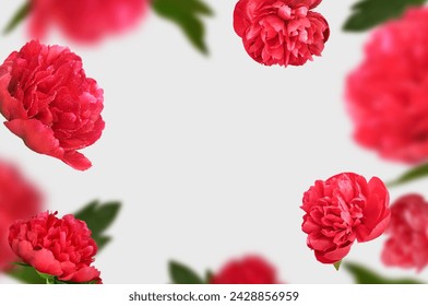 Flying peonies flowers light color background with copy space. Floral spring blossom levitation concept. greeting card for Easter, Passover, 8 March, Valentines day.
