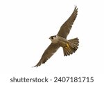 Flying Peregrine Falcon (Falco peregrinus) against a white background.
