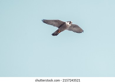 Flying Peregrine Falcon In Town