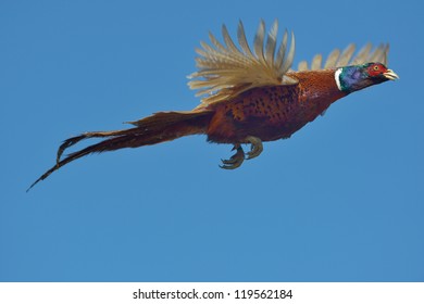 Flying Pheasant