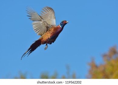 flying pheasant