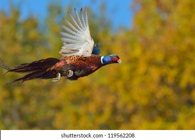 Flying Pheasant