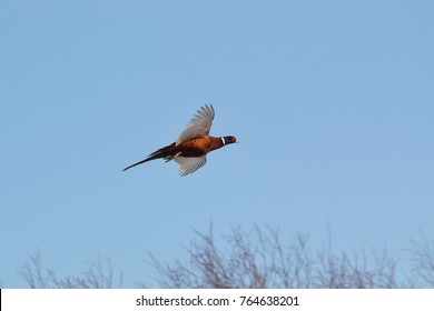  Flying Pheasant hunt