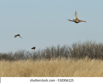 Flying Pheasants