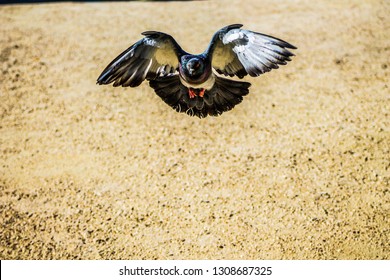 The Flying Pidgeon