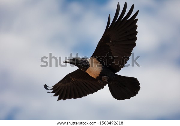 flying Pied Crow (Corvus albus),\
against blue sky with clouds. Ethiopia Africa safari\
wildlife