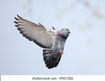 64,472 Pigeon flying Images, Stock Photos & Vectors | Shutterstock