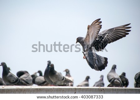 Flying Pigeon 