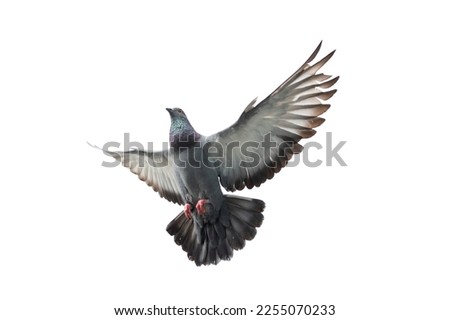 Flying pigeon in action isolated on white background. Grey pigeon in flight isolated. Uprisen view of a dove flying isolated. 