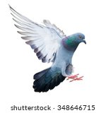 flying pigeon bird in action isolated on white background