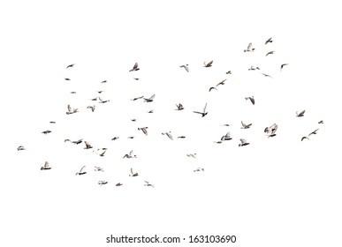 Flying pigeons