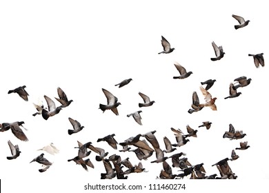 Flying pigeons. Flock (flight) of birds. Free birds isolated on a white background - Shutterstock ID 111460274
