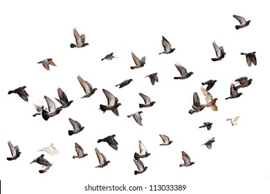 Flying pigeons. Flock (flight) of birds. Free birds isolated on a white background