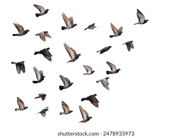 Flying pigeons. Flock (flight) of birds. Free birds isolated on a white background