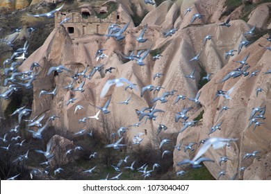 Flying pigeons on Pigeon valley