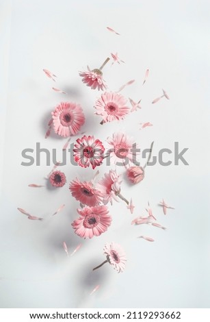 Similar – White Flowers Composing on light blue