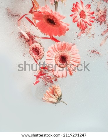 Similar – Image, Stock Photo Summer fruit and flowers