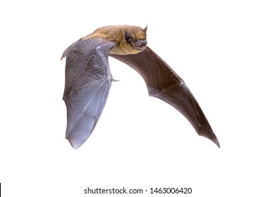 Flying Pipistrelle Bat (Pipistrellus Pipistrellus) Action Shot Of Hunting Animal Isolated On White Background. This Species Is Know For Roosting And Living In Urban Areas In Europe And Asia.