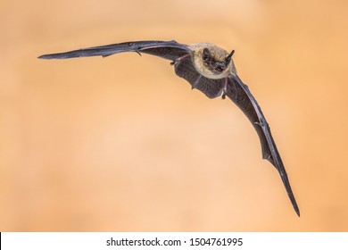 Flying Pipistrelle Bat (Pipistrellus Pipistrellus) Action Shot Of Hunting Animal On Brown Background. This Species Is Know For Roosting And Living In Urban Areas In Europe And Asia.