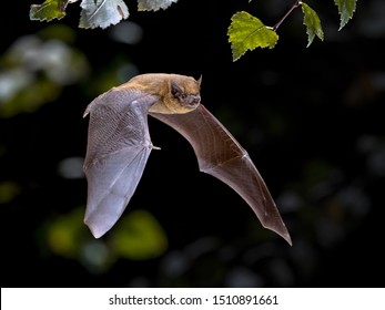 Flying Pipistrelle bat (Pipistrellus pipistrellus) action shot of hunting animal in natural forest background. This species is know for roosting and living in urban areas in Europe and Asia.