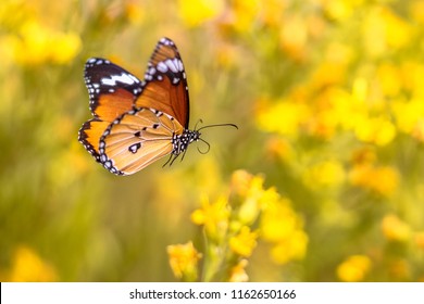 Flying Plain Tiger Or African Monarch Butterfly (Danaus Chrysippus) On Yellow Flower Environment Background