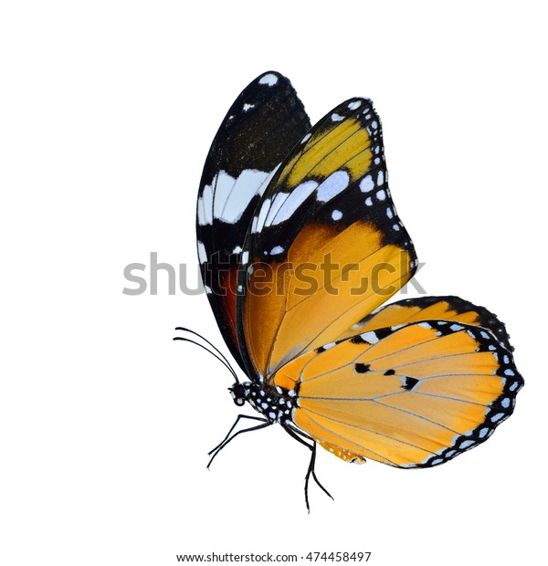 ダウンロード イラスト 綺麗 蝶 画像 すべての時間の最高の写真