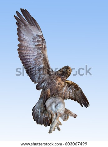 Flying predator carries prey. The eagle hunting hare on blue background. Imperial eagle - Aquila heliaca bird of prey kill coney. Bird flying with prey in its talons.