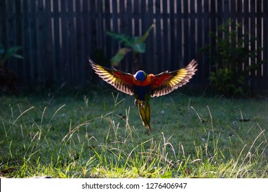 Flying Rainbow Lorikeet Australian Bird