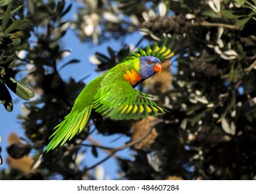 Flying Rainbow Lorikeet In The Forest