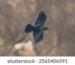 Flying Raven at Pinnacles National Park