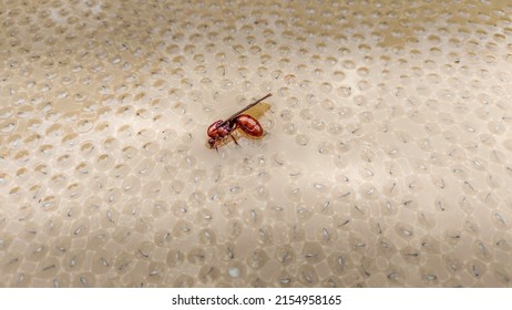 Flying red ant in agony in the middle of an ocean of tadpole embryos, life and death in nature