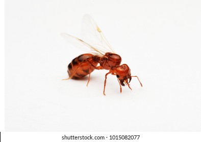 flying red ants