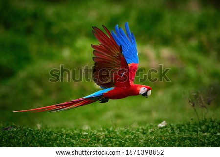 Flying red ara parrot, flying just above the ground. Bright red and blue south american parrot,  Ara macao, Scarlet Macaw, flying with outstretched wings in tropical forest, Costa Rica.