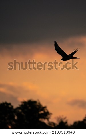 Flying red kite as silhouette with sunset