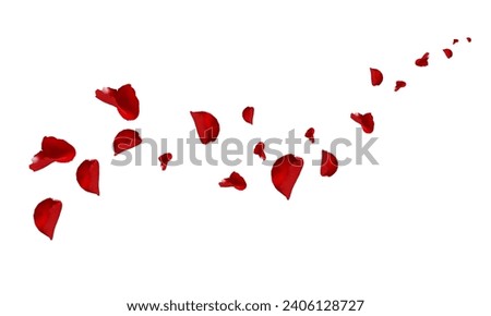 Flying red rose petals on a white background. Floating flower petals. 
