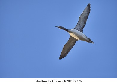 common loon flying