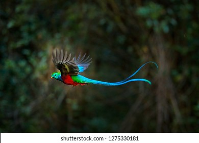 Flying Resplendent Quetzal, Pharomachrus mocinno, Costa Rica, with green forest in background. Magnificent sacred green and red bird. Action flight moment with Quetzal, beautiful exotic tropic bird.