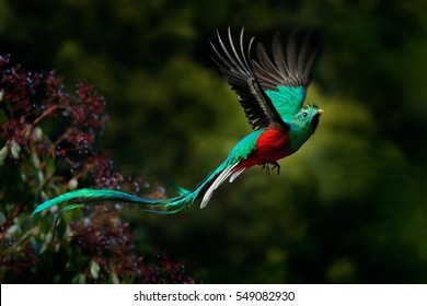 Flying Resplendent Quetzal, Pharomachrus mocinno, Savegre in Costa Rica, with green forest in background. Magnificent sacred green and red bird. Action flight moment with Resplendent Quetzal.