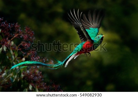 Flying Resplendent Quetzal, Pharomachrus mocinno, Savegre in Costa Rica, with green forest in background. Magnificent sacred green and red bird. Action flight moment with Resplendent Quetzal.