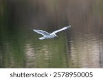 Flying ring-billed gull, a medium-sized gull native to North America with plumage changes during its first few years
