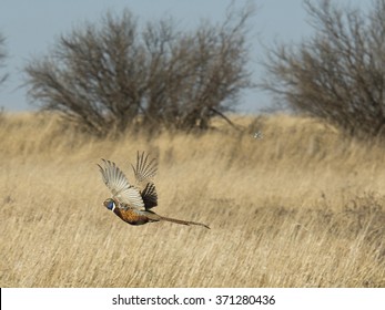 Flying Rooster Pheasant 