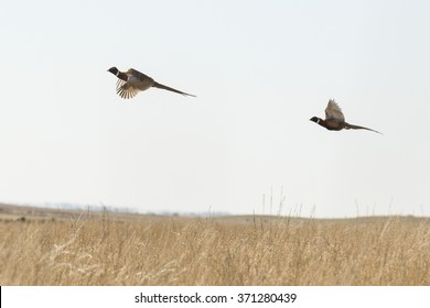 Flying Rooster Pheasants