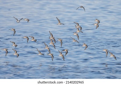 Flying Sanderling Bird Vancouver Bc Canada Stock Photo 2140202965 ...